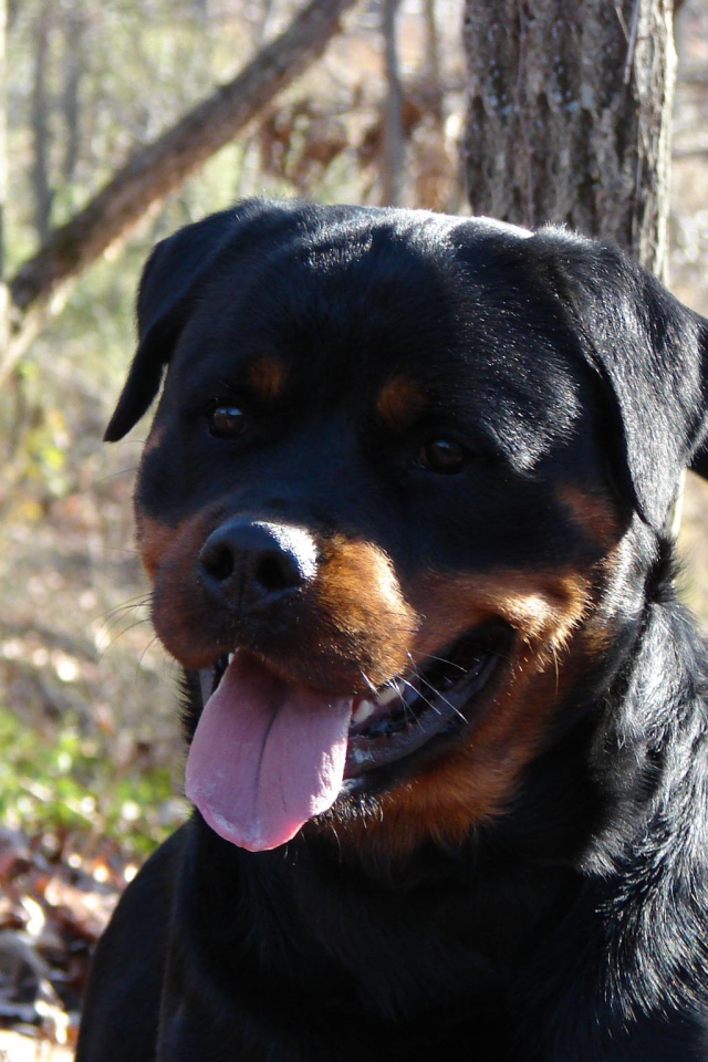 Добрый взгляд ротвейлера