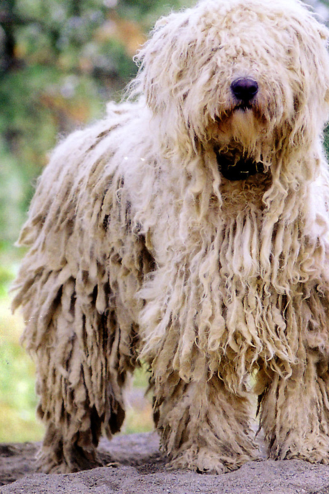 Великолепный пес комондор