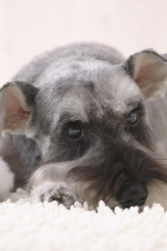 Серый шнауцер лежит на снегу