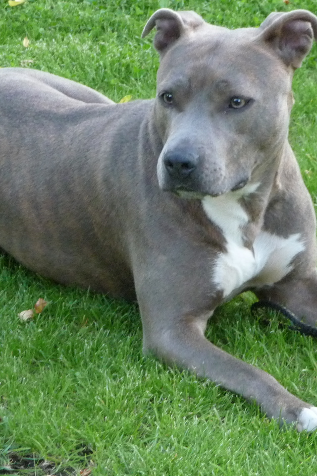 Серый американский стаффордширский терьер