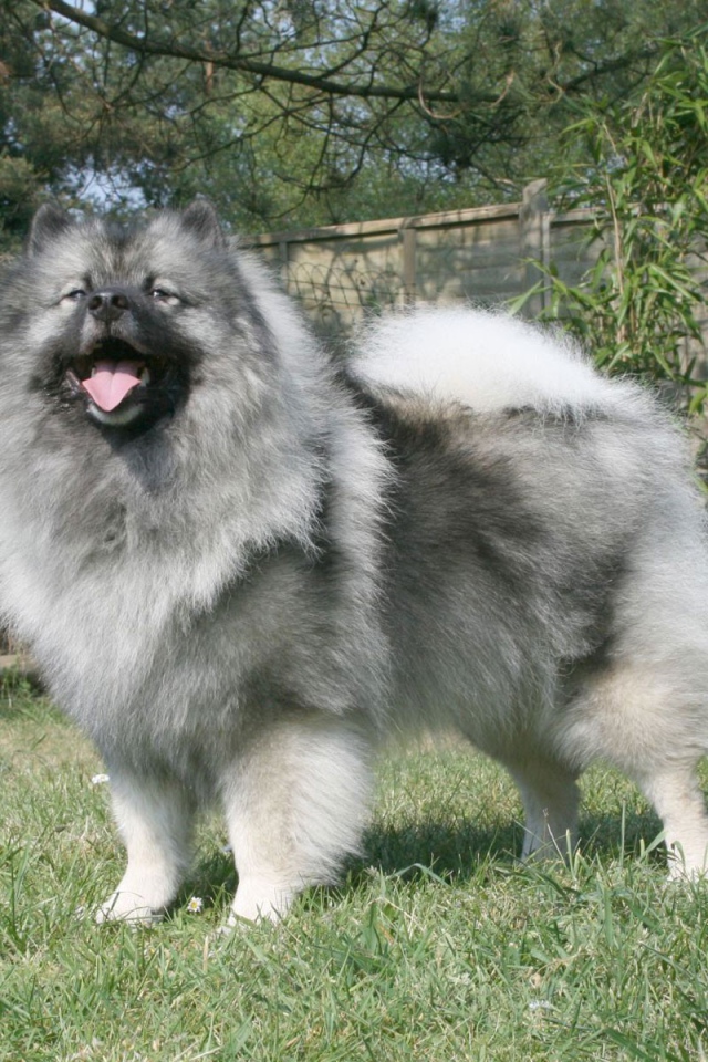 Серый японский шпиц