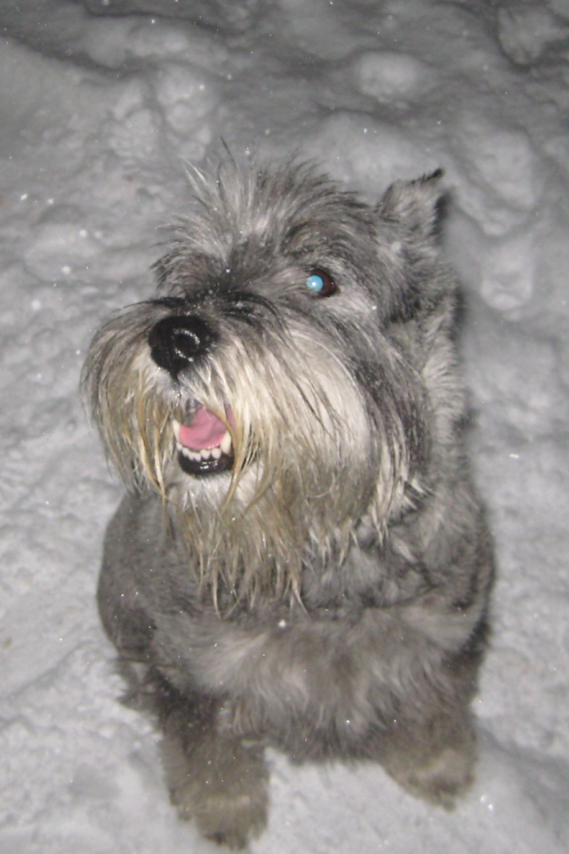 Серый шнауцер в снегу