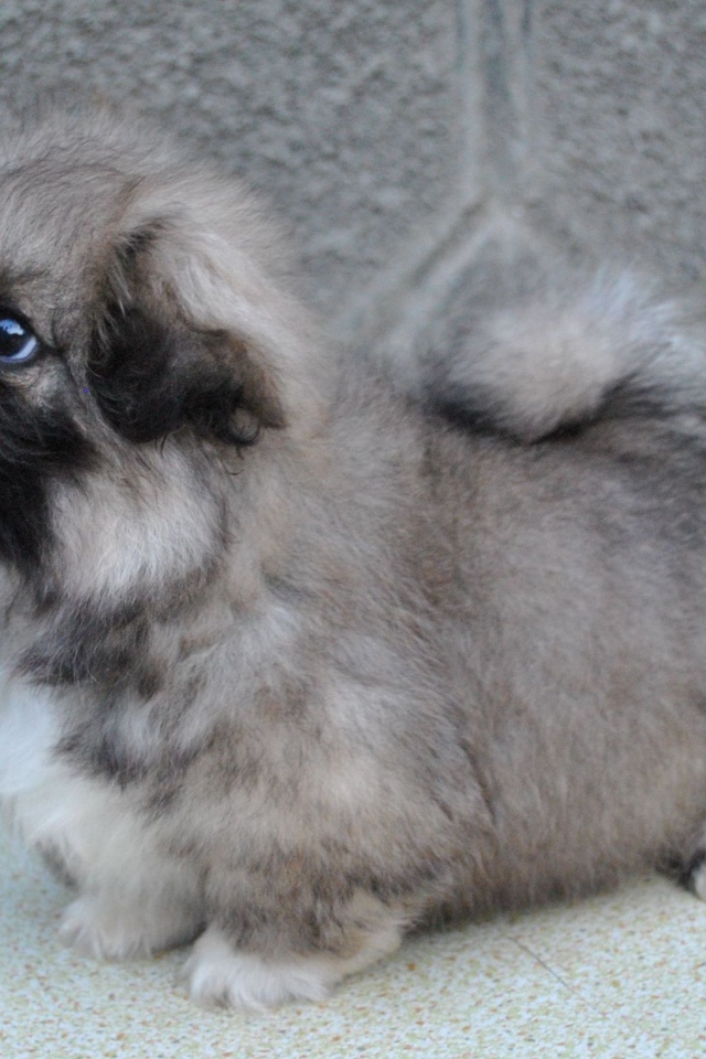 Серый маленький пекинес