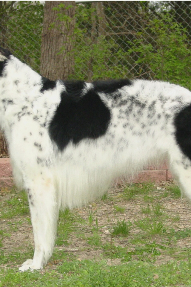 Борзая собака в вольере