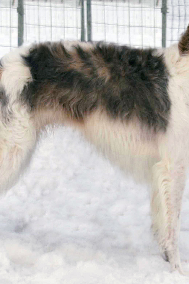 Борзая собака стоит на снегу