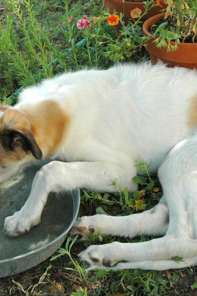 Борзая пьет воду