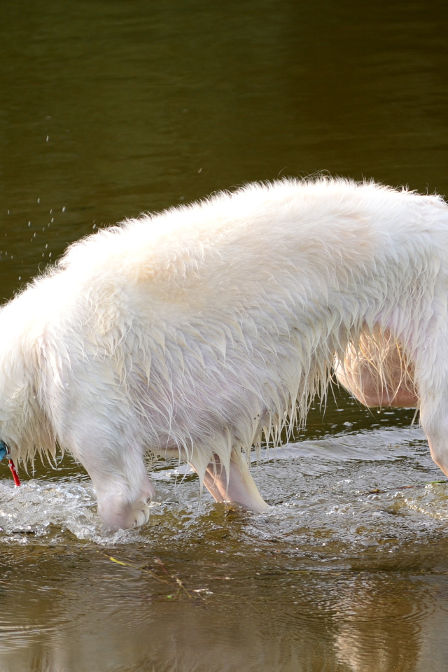 Борзая играет в воде