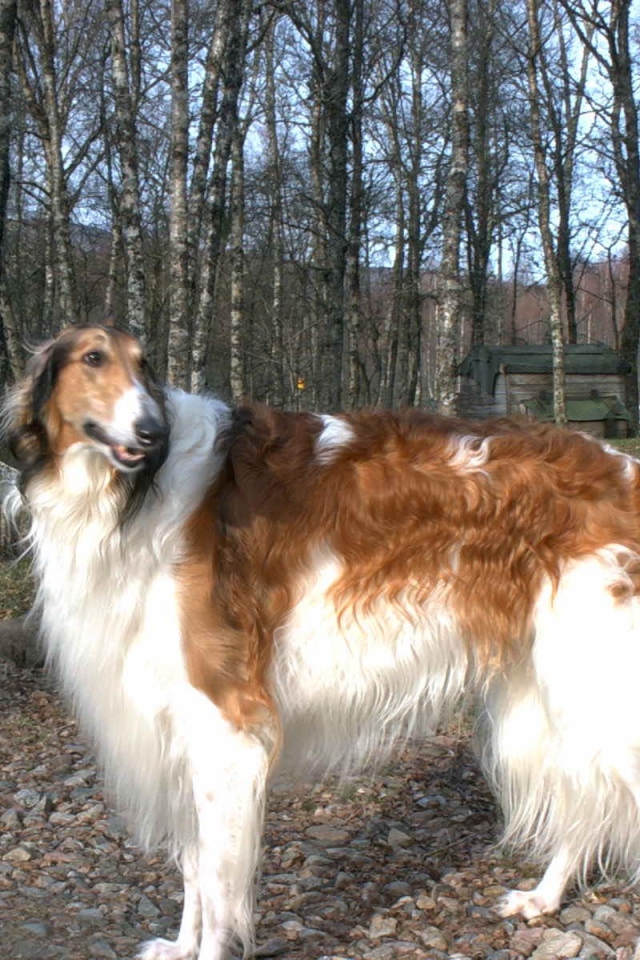 Борзая гуляет на поводке