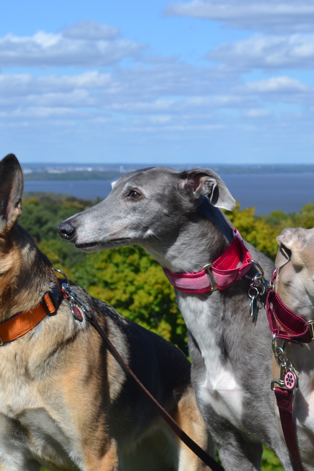 Борзые собаки с овчаркой