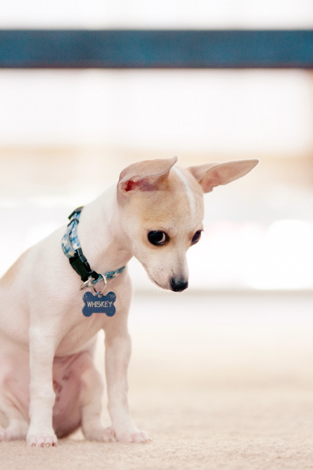 Провинившийся пес чихуахуа