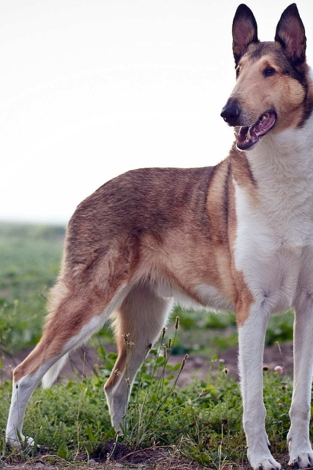 Короткошерстная собака колли