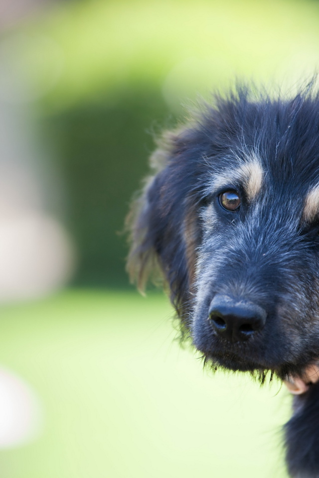 Красивый черный щенок