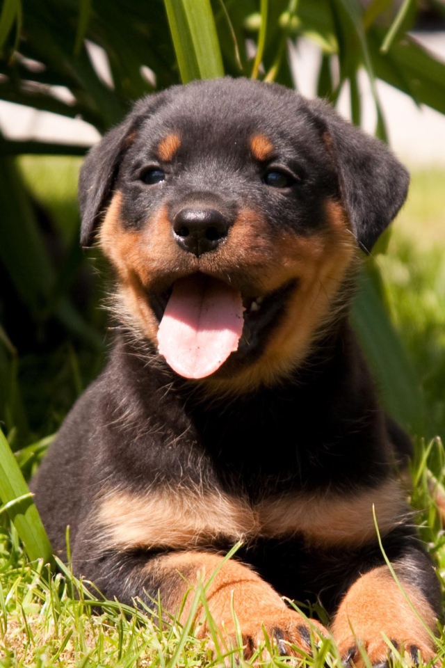 Веселый щенок ротвейлера