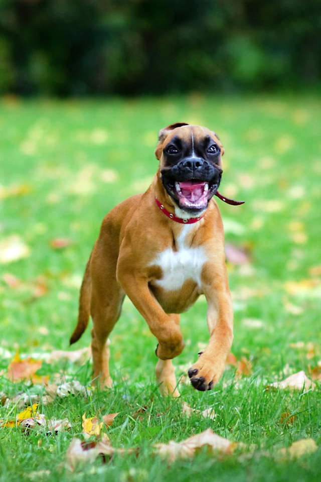 Счастливая собака бежит по траве