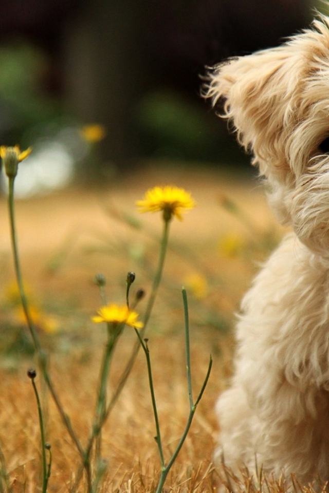 Шелковая собачка