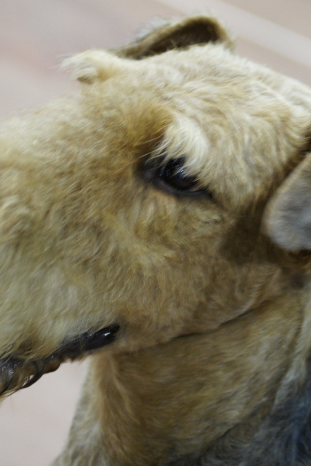 Голова коричневого эрдельтерьера