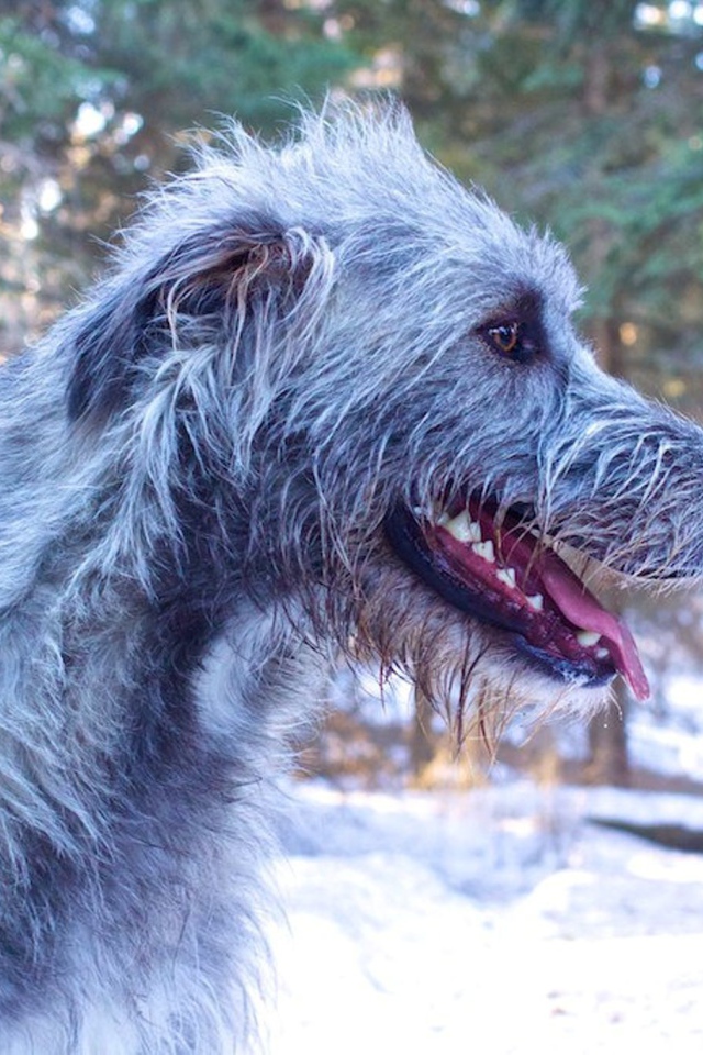 Веселый ирландский волкодав