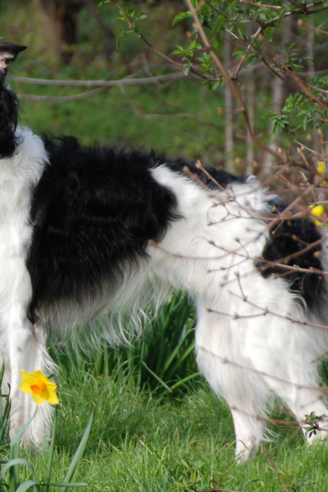 Борзая среди цветов
