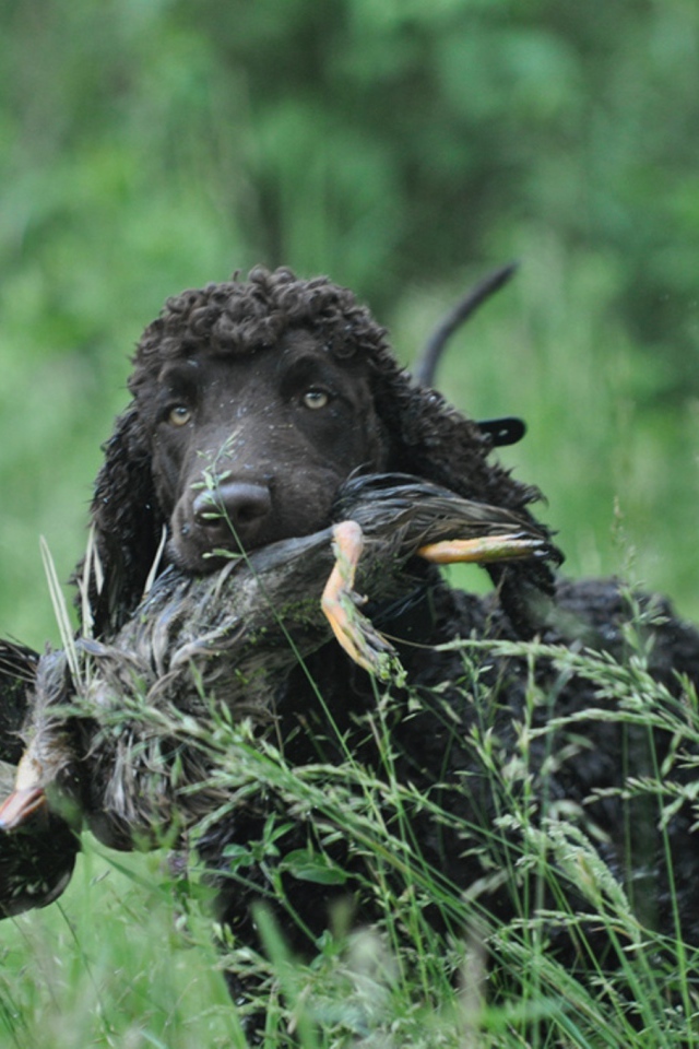 Охотник ирландский водяной спаниель