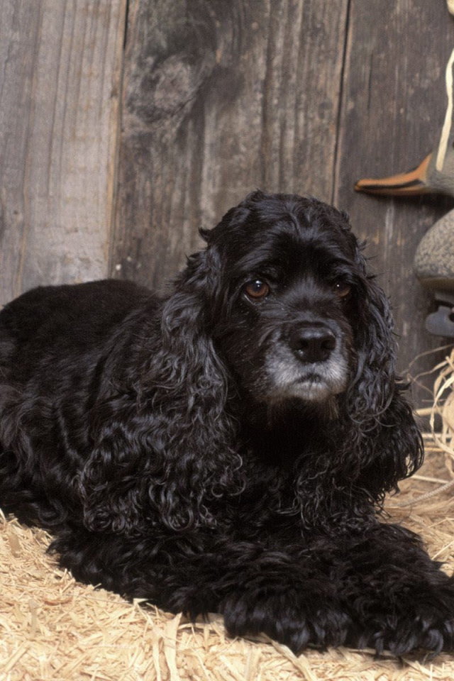 Охотничий спаниель в сарае