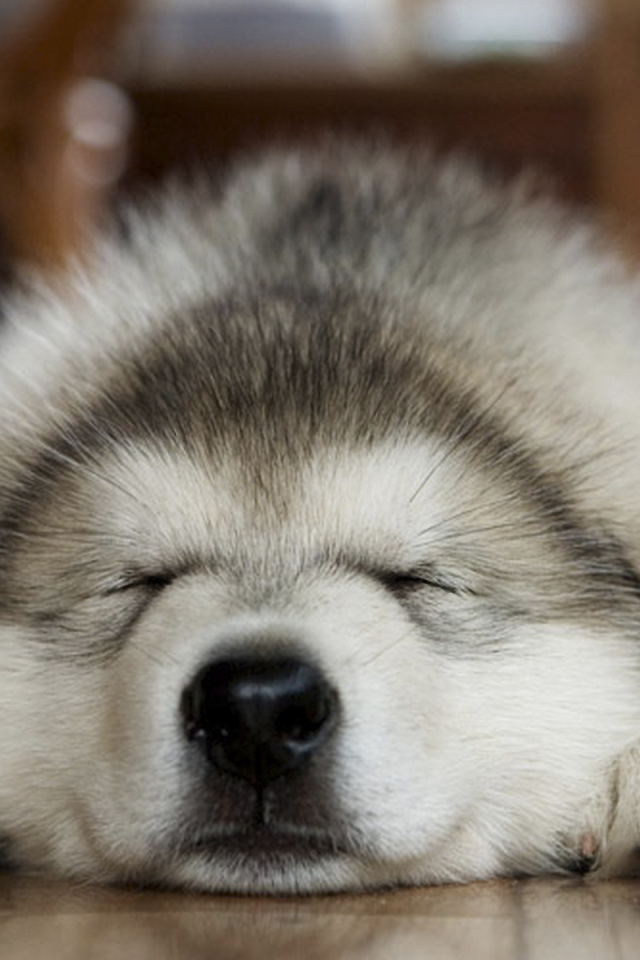 Лайка хаски спит