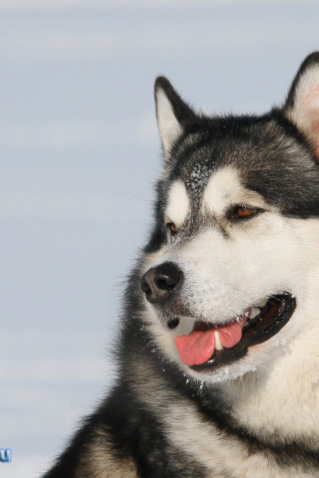Пес лайка улыбается