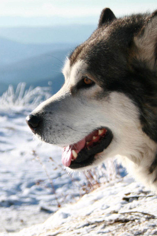 Лайка смотрит на поле
