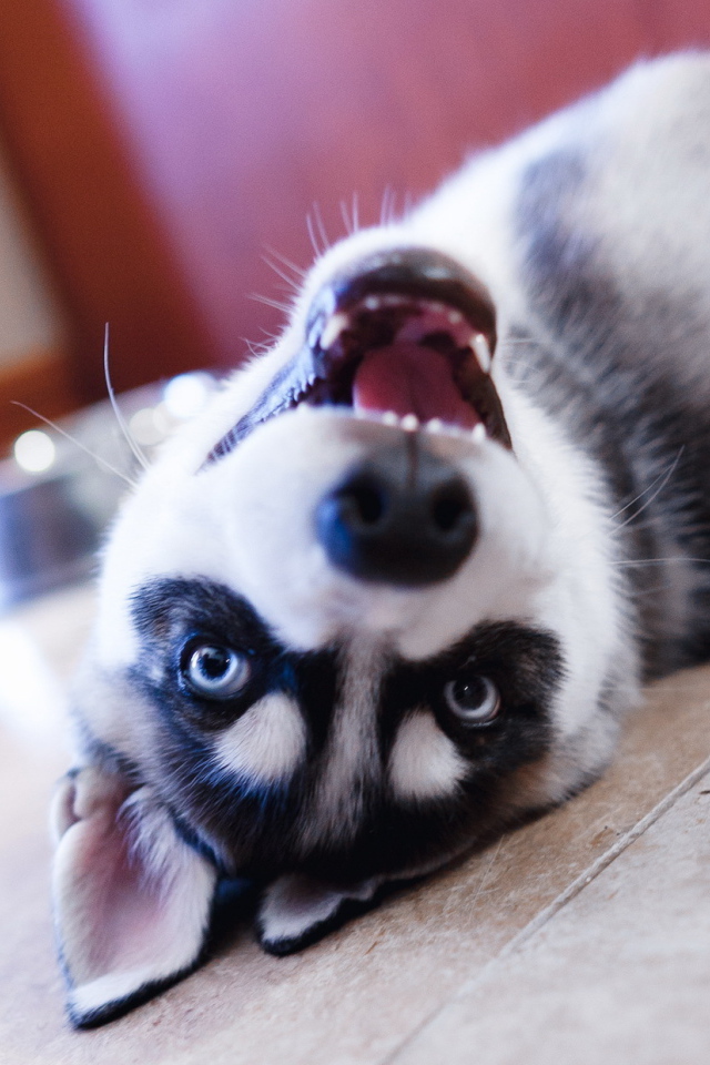 Хаски лежит на полу