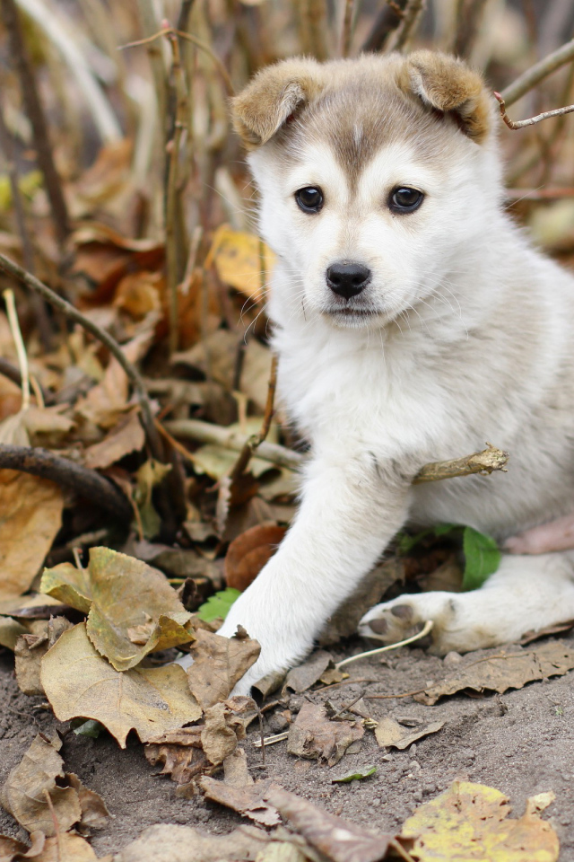 Щенок лайки в осеннем лесу