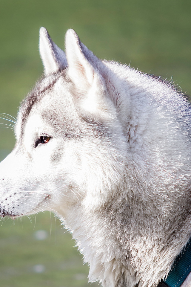 Хаски с ошейником