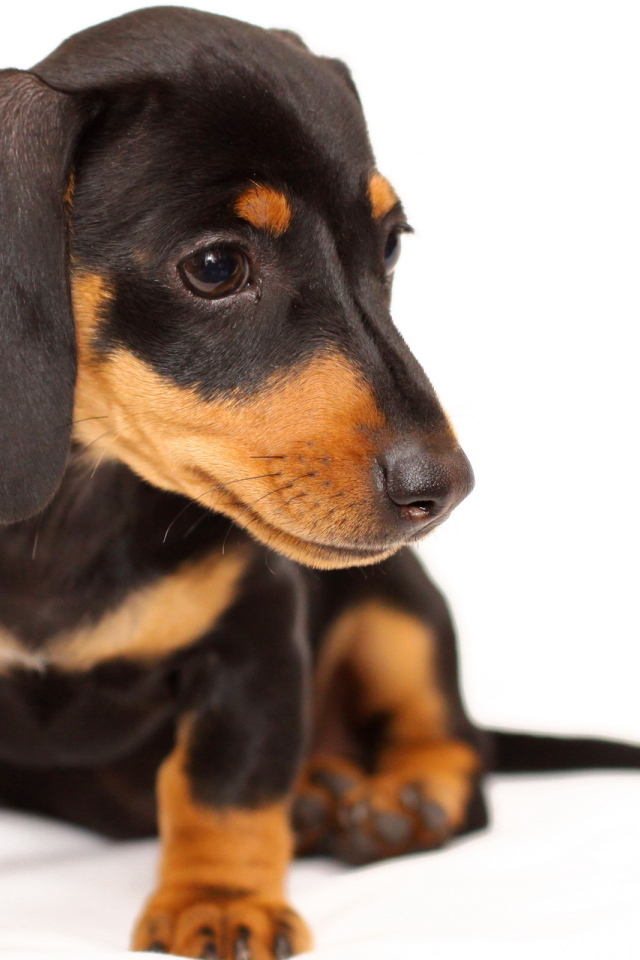 Заинтересованный щенок таксы