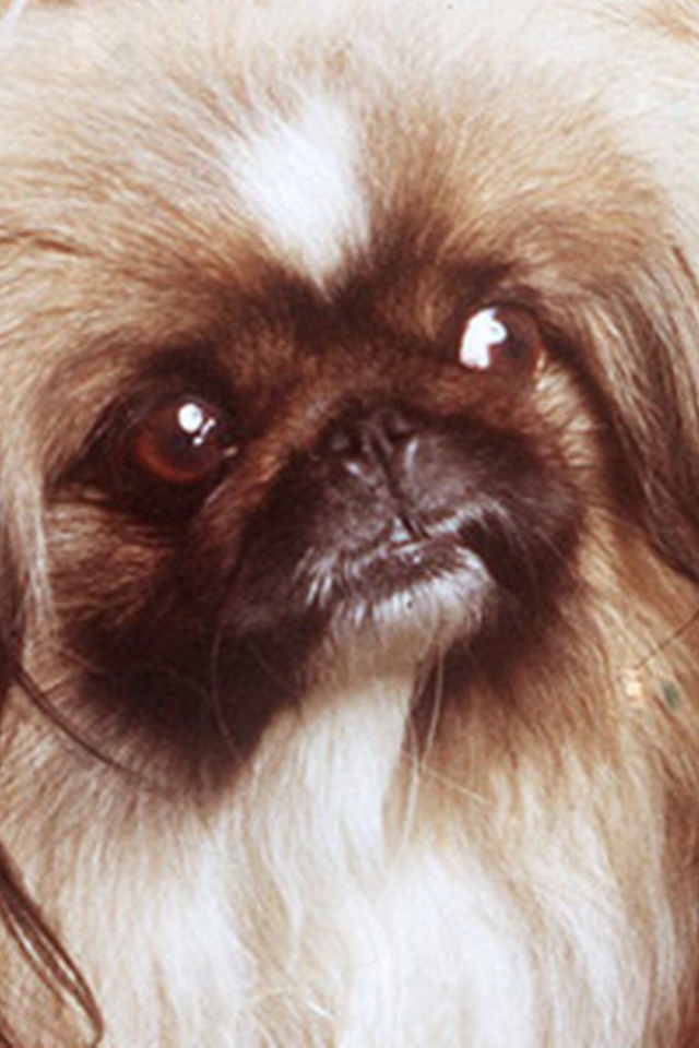 Заинтересованный взгляд пекинеса