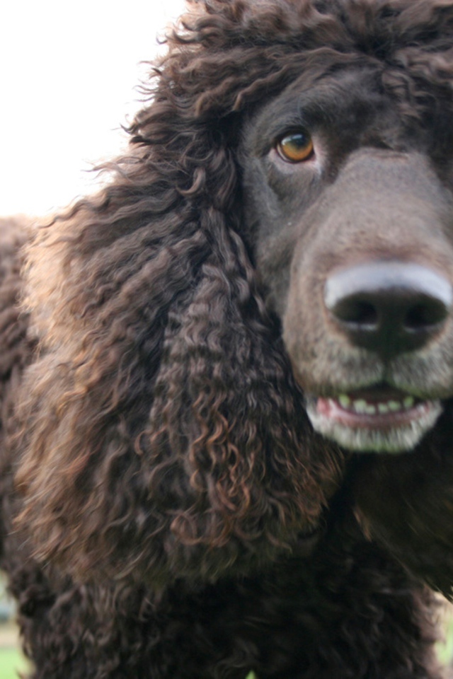 Порода ирландский водяной спаниель