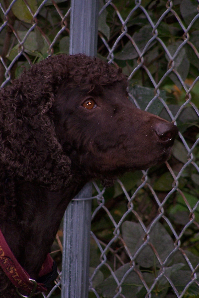 Ирландский водяной спаниель у забора