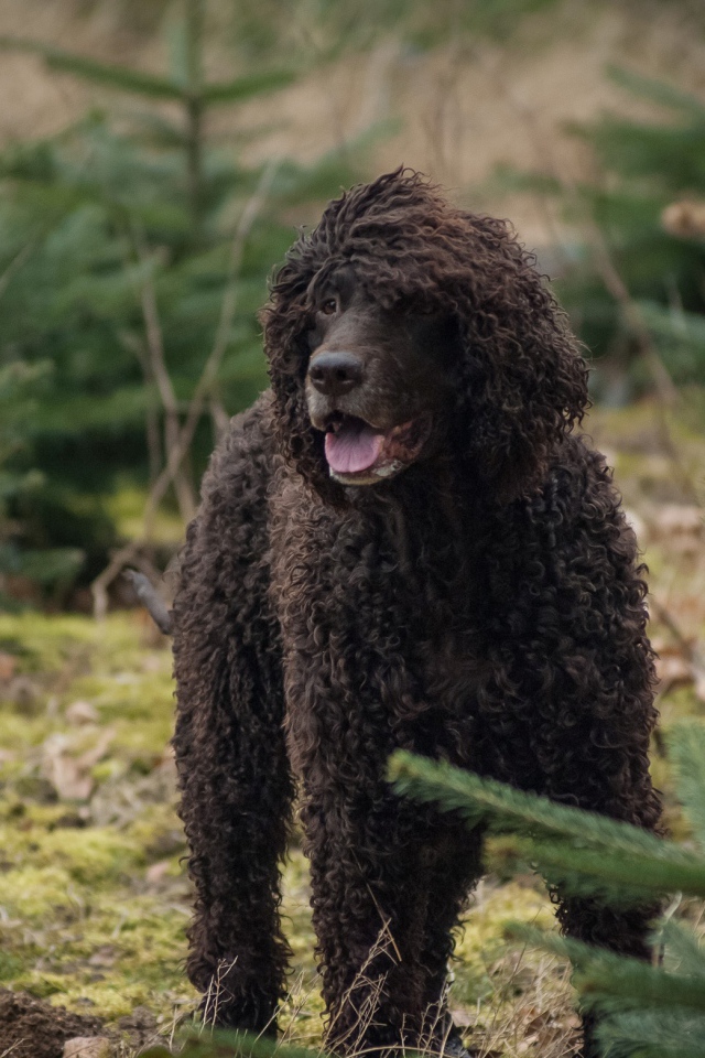 Ирландский водяной спаниель в лесу