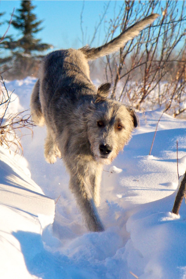 Ирландский волкодав на снегу