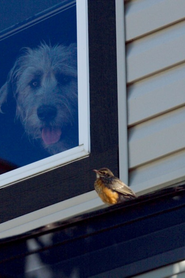 Ирландский волкодав смотрит из окна