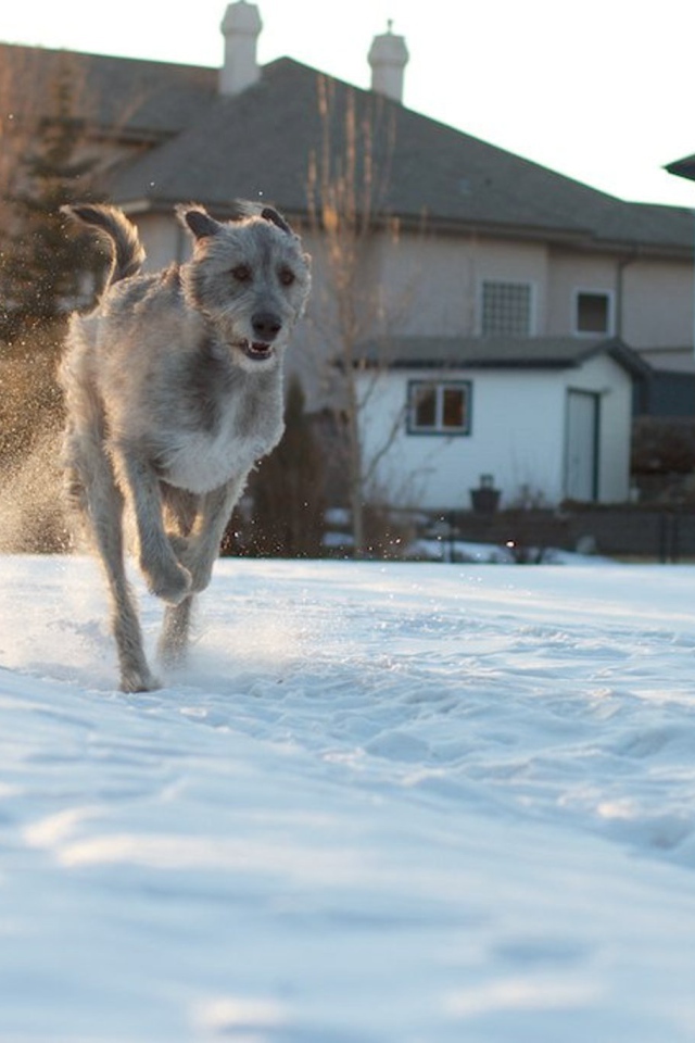 Ирландский волкодав на фоне домов