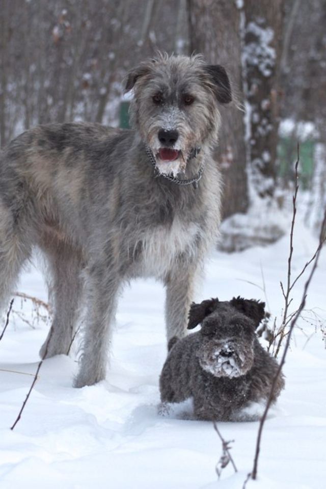 Ирландский волкодав с маленьким другом