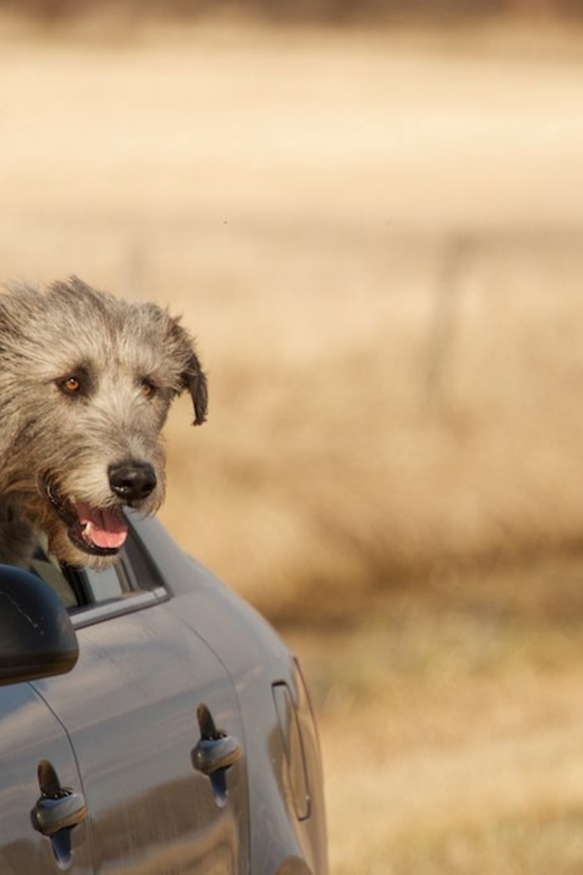 Пес ирландский волкодав смотрит в окно