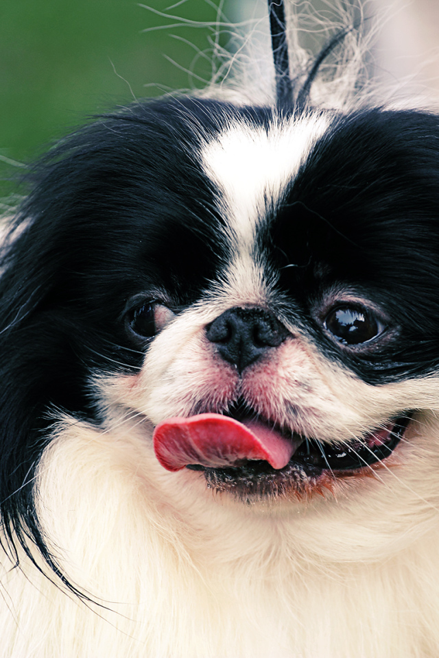 Собака японский хин на поводке