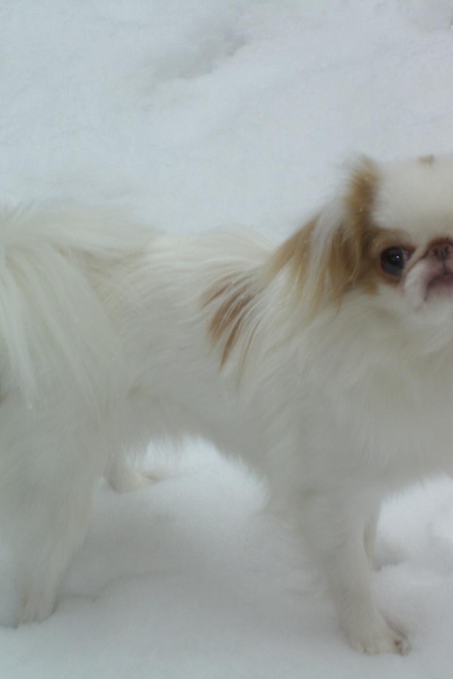 Японский хин на снегу