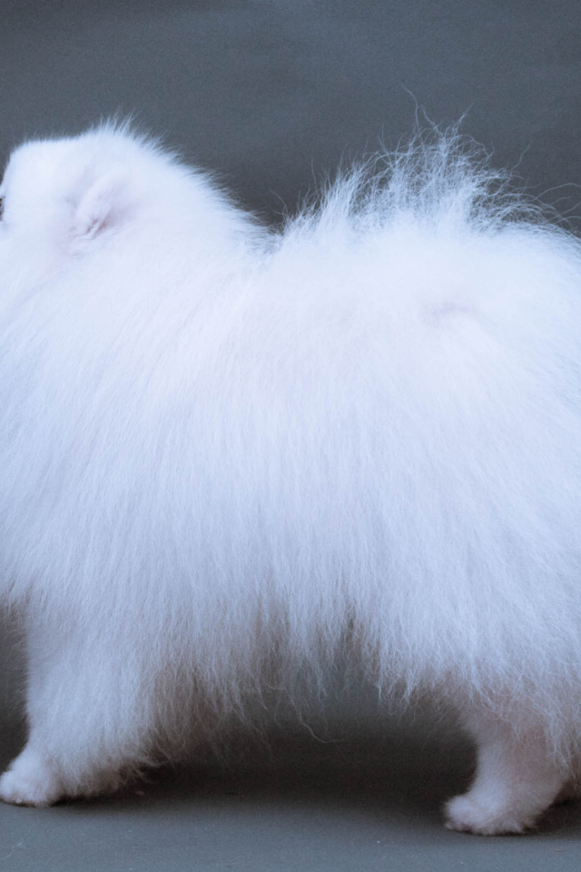 Японский шпиц позирует