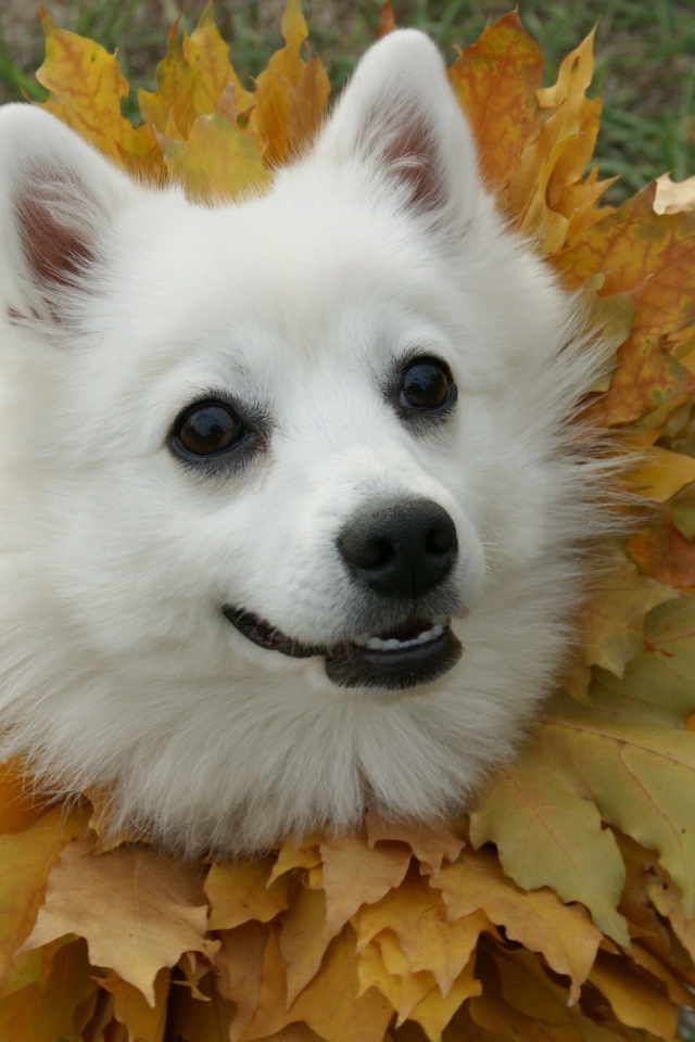 Японский шпиц в осеннем наряде