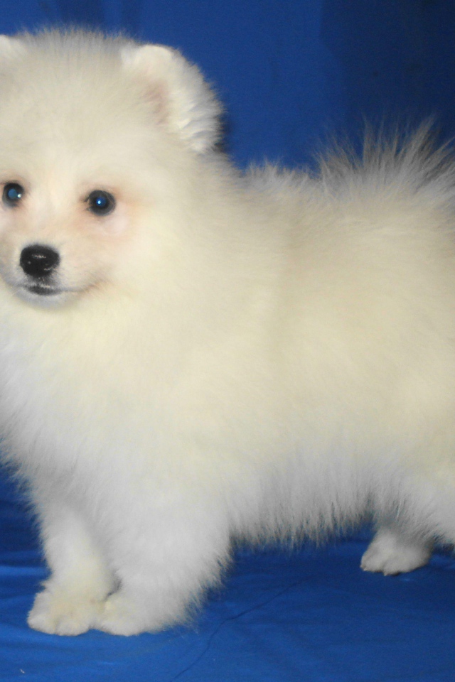 Щенок японского шпица