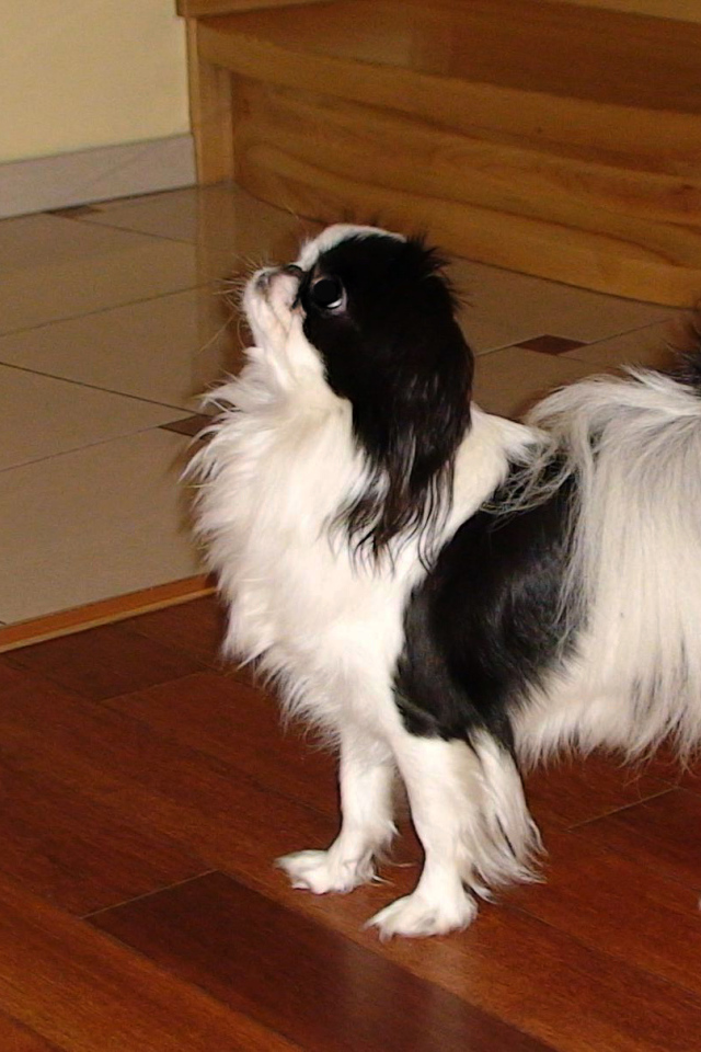 Японский хин на полу