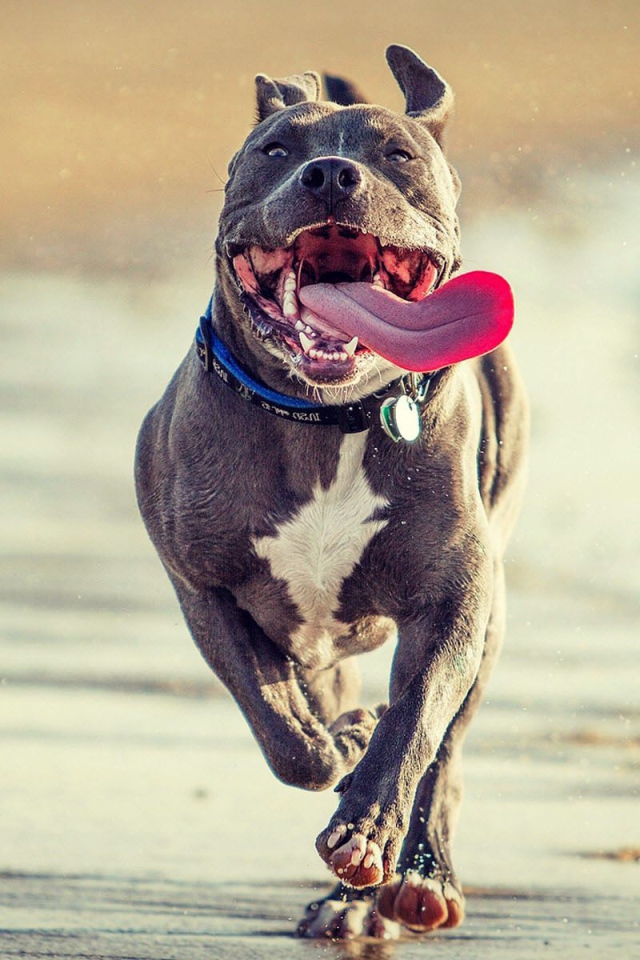 Радостный питбуль бежит