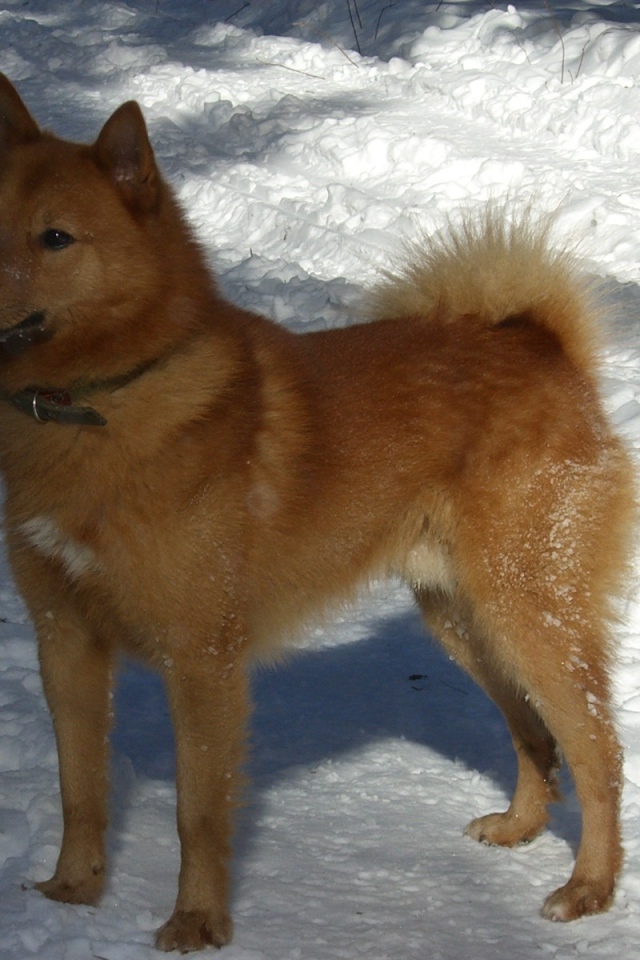 Карело-финская лайка на снегу