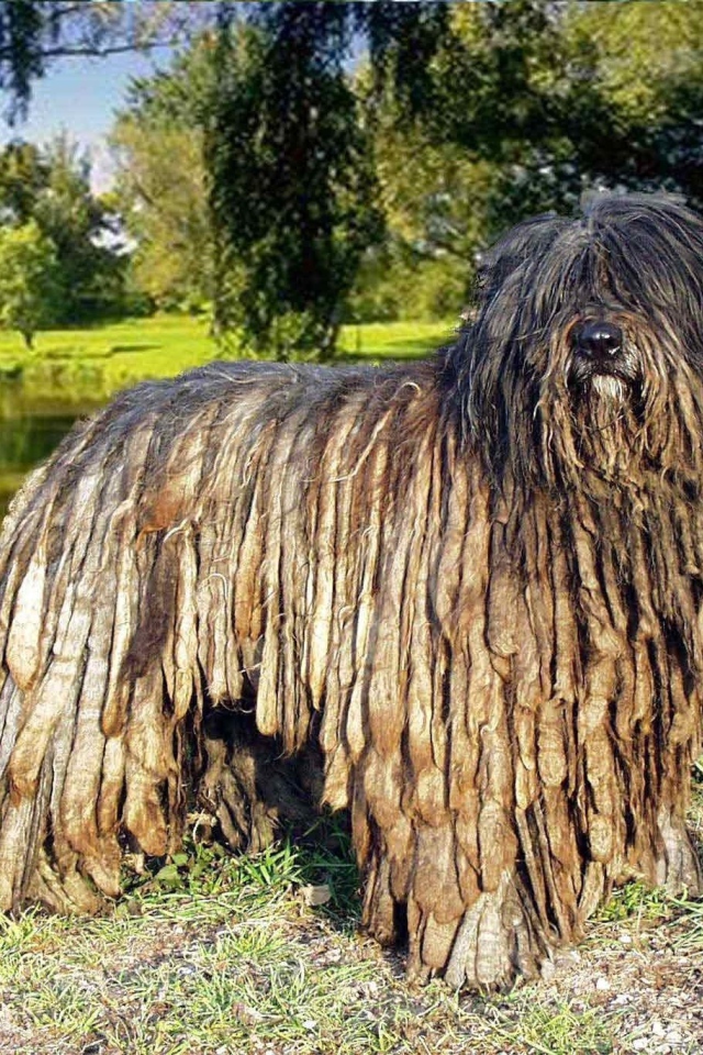 Собака комондор в парке