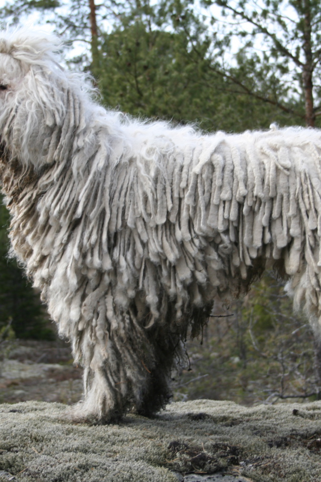 Собака комондор в лесу